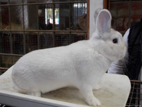 X. Klubová výstava, Bystřice